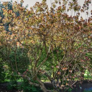 RHUS, COTINUS, ATROPURPUREA, ANACARDIACEAE, EUROPA, ASIA - 2742