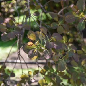 RHUS, COTINUS, ATROPURPUREA, ANACARDIACEAE, EUROPA, ASIA - 2744