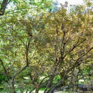 RHUS, COTINUS, ATROPURPUREA, ANACARDIACEAE, EUROPA, ASIA - 2745