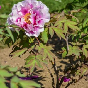PAEONIA, PEONIA, IMARUSAKI, PAEONIACEAE - 2749