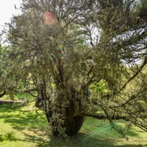 CEPHALOTAXUS, HARRINGTONIANA, TAXACEAE - 2751