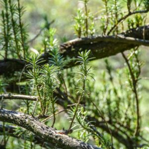 CEPHALOTAXUS, HARRINGTONIANA, TAXACEAE - 2752