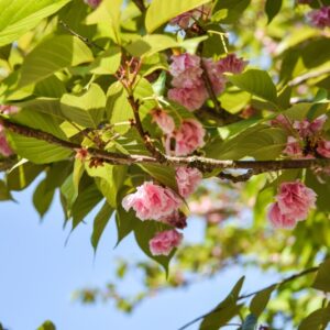 PRUNUS, FUGENZO, ROSACEAE  - 2754