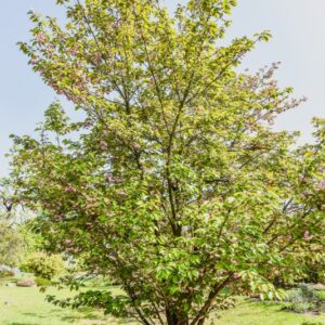 PRUNUS, FUGENZO, ROSACEAE - 2755