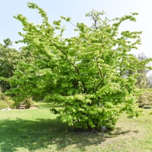 PARROTIA PERSICA, HAMAMELIDACEAE, PERSIA, CAUCASO - 2757