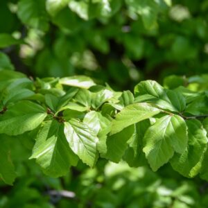 PARROTIA PERSICA, HAMAMELIDACEAE, PERSIA, CAUCASO - 2758