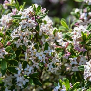 DAPHNE, X BURKWOODI, ASTRID, THYMELAEACEAE - 2763
