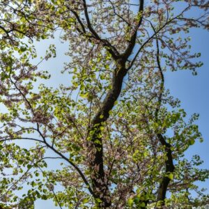 CERCIS, SILIQUASTRUM, VAR ALBA, LEGUMINOSAE, EUROPA, ASIA - 2772