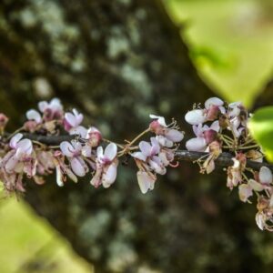 CERCIS, SILIQUASTRUM, VAR ALBA, LEGUMINOSAE, EUROPA, ASIA - 2773