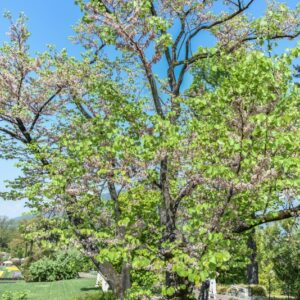 CERCIS, SILIQUASTRUM, VAR ALBA, LEGUMINOSAE, EUROPA, ASIA - 2774