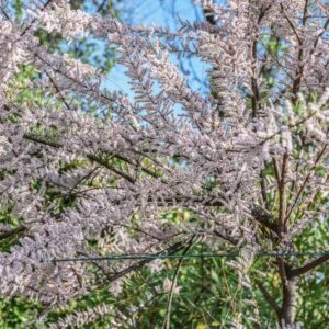 TAMARIX GALLICA, TAMARICACEAE, REGIONI MEDITERRANEE - 2776