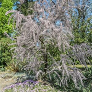 TAMARIX GALLICA, TAMARICACEAE, REGIONI MEDITERRANEE - 2777