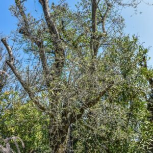 OLEA EUROPEA, FRANTOIO, OLEACEAE - 2779