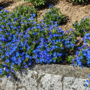 LITHODORA DIFFUSA, BORAGINACEAE - 2782