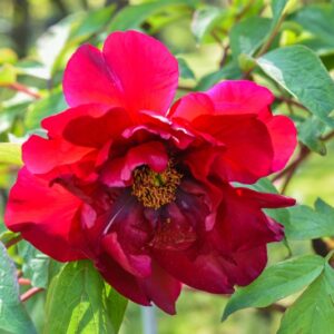 PAEONIA, PEONIA, SANG LORRAIN, PAEONIACEAE - 2786