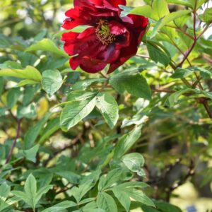 PAEONIA, PEONIA, SANG LORRAIN, PAEONIACEAE - 2787