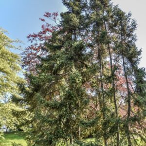 PICEA, MARIANA, PINACEAE, NORD AFRICA - 2791