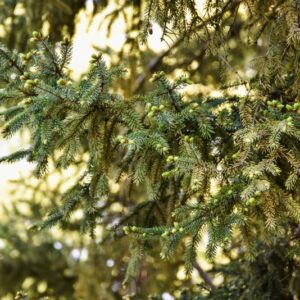 PICEA, MARIANA, PINACEAE, NORD AFRICA - 2792