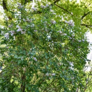 SYRINGA, PRESTONIA, VAR ANDREY, OLEACEAE - 2796