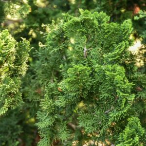CHAMAECYPARYS, OBTUSA, VAR COMPACTA NANA, PINACEAE, GIAPPONE - 2798