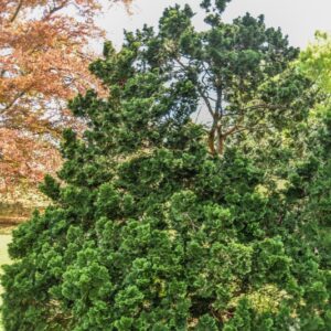 CHAMAECYPARYS, OBTUSA, VAR COMPACTA NANA, PINACEAE, GIAPPONE - 2799