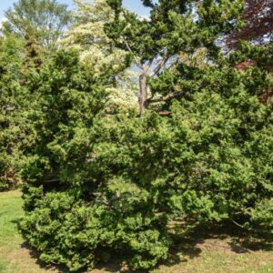 CHAMAECYPARYS, OBTUSA, VAR COMPACTA, PINACEAE, GIAPPONE - 2801