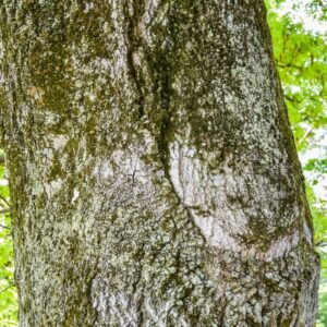 QUERCUS, PALUSTRIS, FAGACEAE, USA - 2802