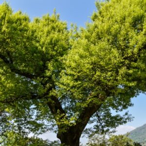 QUERCUS, PALUSTRIS, FAGACEAE, USA - 2803