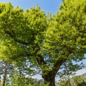 QUERCUS, PALUSTRIS, FAGACEAE, USA - 2804