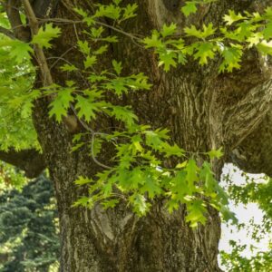 QUERCUS, COCCINEA, FAGACEAE, EST NORD AMERICA - 2805