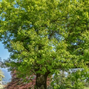 QUERCUS, COCCINEA, FAGACEAE, EST NORD AMERICA - 2806