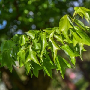 ACER, BUERGERANIUM, ACERACEAE, CHINA - 2808