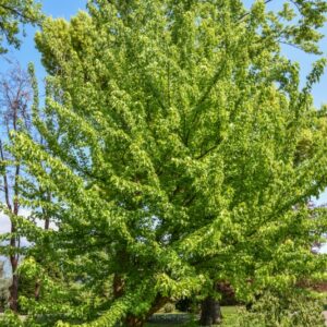 ACER, BUERGERANIUM, ACERACEAE, CHINA - 2807