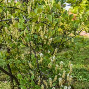 FOTHERGILLA, GARDENI, HAMAMELIDACEAE, USA - 2811