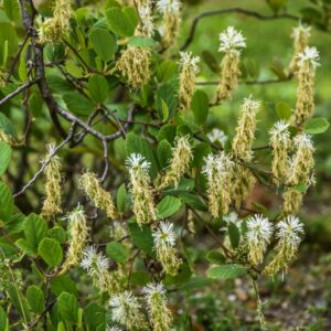 FOTHERGILLA, GARDENI, HAMAMELIDACEAE, USA - 2812