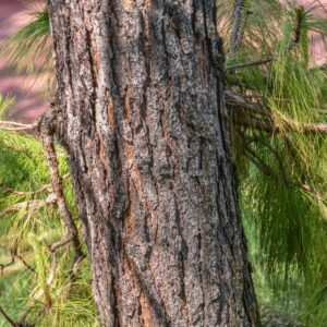 PINUS YUNNANENSIS, PINACEAE, YUNNAN - 2813