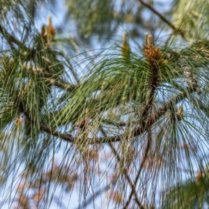 PINUS YUNNANENSIS, PINACEAE, YUNNAN - 2815