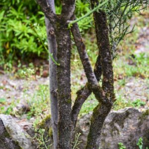 COLLETIA ARMATA, RHAMNACEAE, BRASILE - 2816