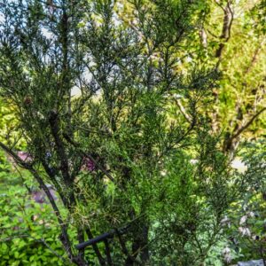 COLLETIA ARMATA, RHAMNACEAE, BRASILE - 2817