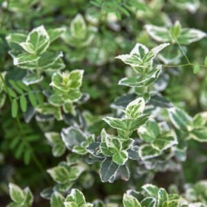 OLEARIA, X HAASTII, ASTERACEAE, NUOVA ZELANDA - 2822