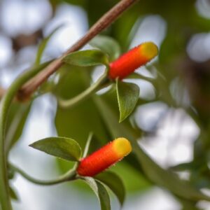 MANETTIA, INFLATA, RUBIACEAE, SUD AMERICA - 2828