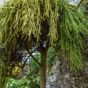 DACRYDIUM, CUPRESSINUM, PODOCARPACEAE, NUOVA ZELANDA - 2830