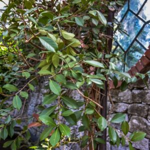 PSIDIUM, CATTLEIANUM, VAR LUCIDUM, MYRTACEAE - 2833