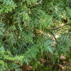 CALOCEDRUS, FORMOSANA, CUPRESSACEAE, CALIFORNIA - 2834