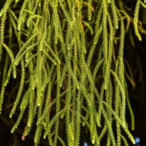 DACRYDIUM, CUPRESSINUM, PODOCARPACEAE, NUOVA ZELANDA - 2831