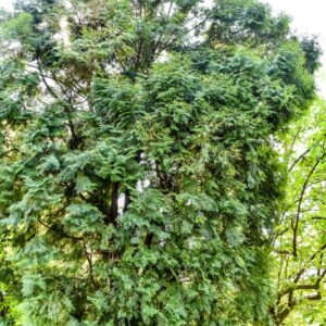 CALOCEDRUS, FORMOSANA, CUPRESSACEAE, CALIFORNIA - 2835