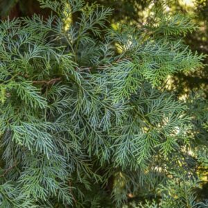 CALOCEDRUS, FORMOSANA, CUPRESSACEAE, CALIFORNIA - 2836