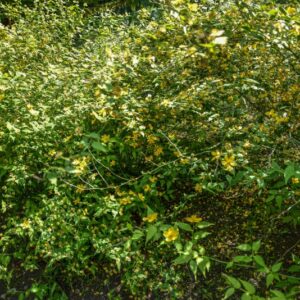 KERRIA JAPONICA, ROSACEAE, CHINA - 2844
