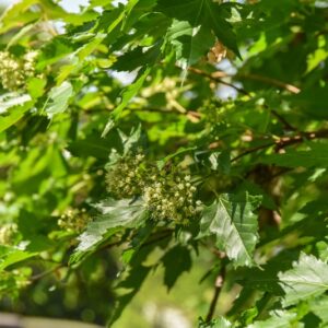ACER, GINNALA, ACERACEAE, GIAPPONE, CHINA - 2849