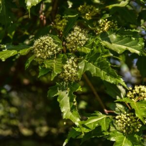 ACER, GINNALA, ACERACEAE, GIAPPONE, CHINA - 2848